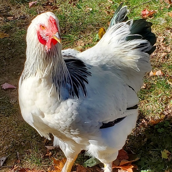 brahma_mama